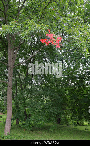 Bellissimo albero con un tocco di rosso fogliame in Arnold Arboretum della Harvard University di Boston, Massachusetts Foto Stock