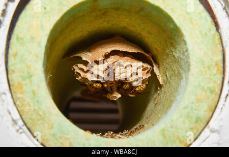 Amburgo, Germania. 02Luglio, 2019. I calabroni costruire un vespaio in un tubo di ventilazione. (A dpa "calabroni consulente con flair per signore con strisce e spine") Credito: Georg Wendt/dpa/Alamy Live News Foto Stock