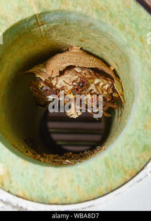 Amburgo, Germania. 02Luglio, 2019. I calabroni costruire un vespaio in un tubo di ventilazione. Credito: Georg Wendt/dpa/Alamy Live News Foto Stock