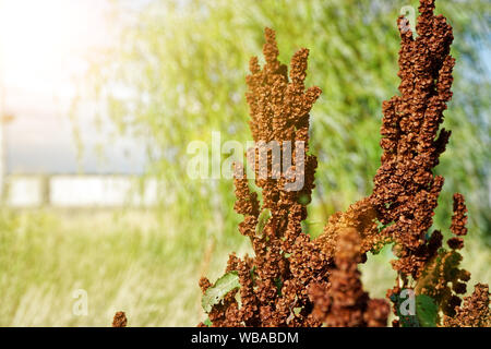 Sorgo erba, erba rossa, sfondo sfocato. Foto Stock