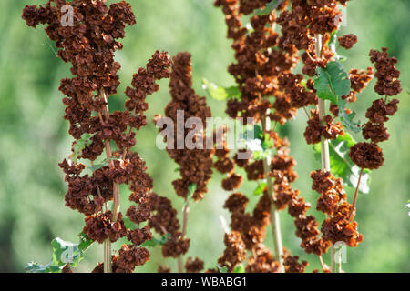 Sorgo erba, erba rossa, sfondo sfocato. Foto Stock