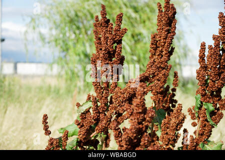 Sorgo erba, erba rossa, sfondo sfocato. Foto Stock