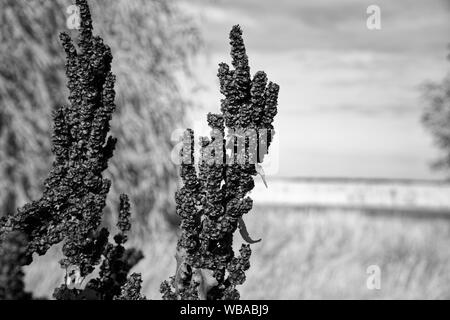 Sorgo erba, erba rossa, sfondo sfocato. Foto Stock