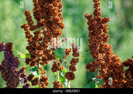 Sorgo erba, erba rossa, sfondo sfocato. Foto Stock