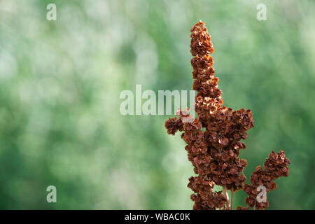 Sorgo erba, erba rossa, sfondo sfocato. Foto Stock