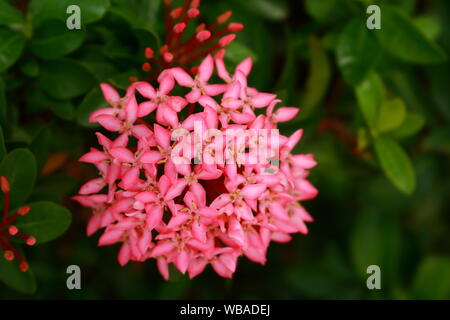 Closeup rosa ixora o spike fiore sulla giornata del sole, il fuoco selettivo Foto Stock