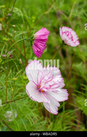 Cosmos bipinnatus giardino decorativo fiore rosa bianca verticale. Orlata kosmey varietale, soffici petali di molti Foto Stock