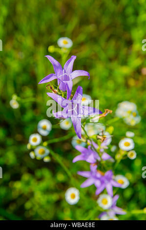 Millefiori blu su uno sfondo bianco di fiori di camomilla Foto Stock