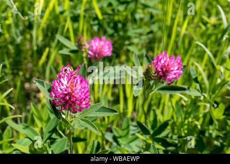 Fioritura di prato di trifoglio o trifoglio rosso. Trifolium pratense è commestibile, pianta medicinale. Trifoglio o fiore di trifoglio illuminata da un caldo e sole luminoso Foto Stock