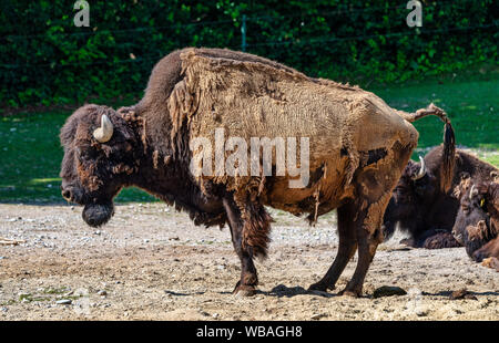 Bufalo americano noto come bisonti, Bos bison negli zoo Foto Stock