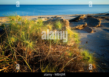 Hairy spinifex (Spinifex sericeus), uno dei più importanti di sabbia nativo-binding erbe in Australia. Esso favorisce le dune immediatamente a ridosso di spiagge Foto Stock