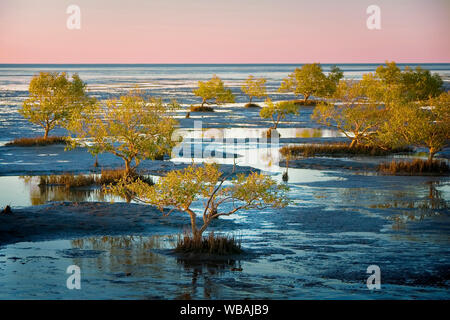 Grigio (mangrovia Avicennia marina), sulle velme del golfo di Carpentaria. Karumba, Golfo di Savannah, Queensland, Australia Foto Stock