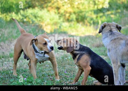 Cani giocando in natura il mattino Foto Stock