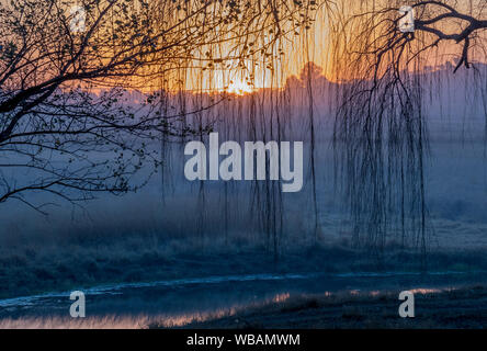 Moody blu e arancione tramonto con stagliano alberi immagine con spazio di copia Foto Stock