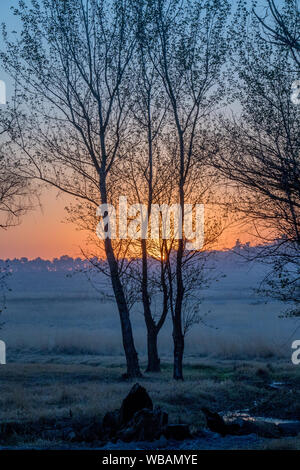 Moody blu e arancione tramonto con stagliano alberi immagine con spazio di copia Foto Stock