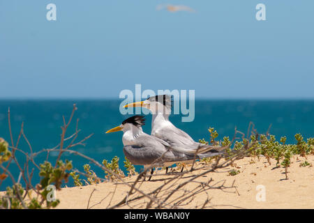 Grande crested sterne (Thalasseus bergii), coppia. Una specie monogama. Isola dei pinguini, Shoalwater Islands Marine Park, vicino a Rockingham, Western Australi Foto Stock