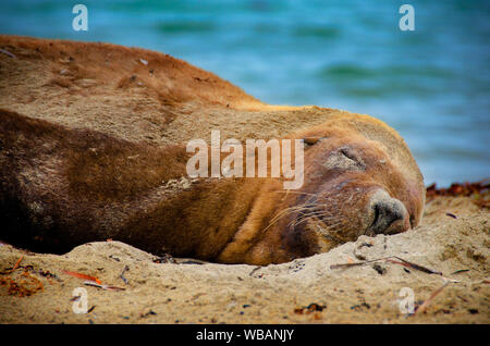 Australian Sea Lion (Neophoca cinerea), maschio, sonnecchia sulla spiaggia. Isola di tenuta, Shoalwater Islands Marine Park, vicino a Rockingham, Australia occidentale Foto Stock