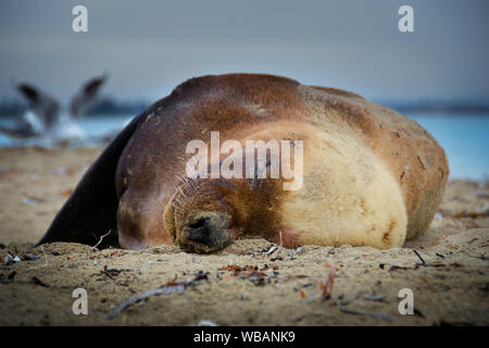 Australian Sea Lion (Neophoca cinerea), maschio, sonnecchia sulla spiaggia. Isola di tenuta, Shoalwater Islands Marine Park, vicino a Rockingham, Australia occidentale Foto Stock