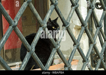 Un gatto nero seduto in un trogolo di fiori e fissando attraverso alcuni formidabile barre di metallo al di fuori di un appartamento al piano terra a Venezia, Italia. Foto Stock