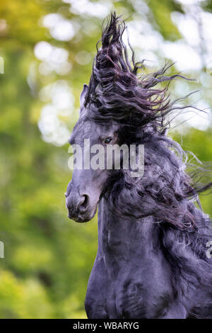 Frisone cavallo. Ritratto di stallone nero con la criniera fluente. Svizzera Foto Stock