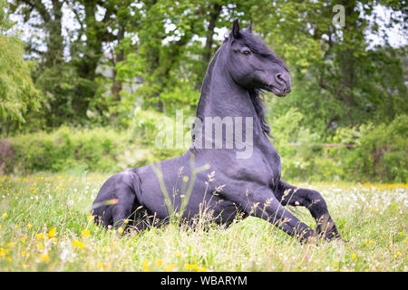 Frisone cavallo. Stallone nero seduto su un pascolo. Svizzera Foto Stock