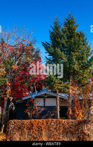 30 NOV 2018 Shimoyoshida, Giappone - vecchio classico stile Edo locale casa giapponese tra colorate autumn tree e persimmon tree con molti frutti su branc Foto Stock