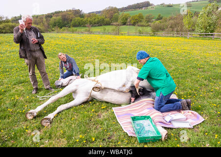 Lipizzan. La castrazione di uno stallone. Germania Foto Stock