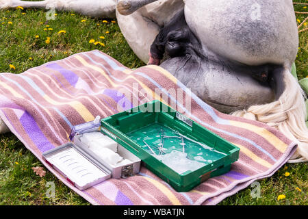 Lipizzan. La castrazione di uno stallone. Germania Foto Stock