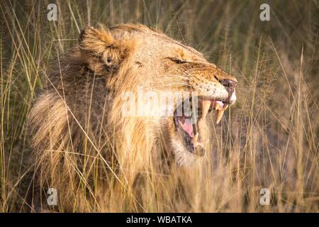 Leone africano (Panthera leo), maschio, giacente in erba, sbadigli, riserva naturale Klaserie, Sud Africa Foto Stock