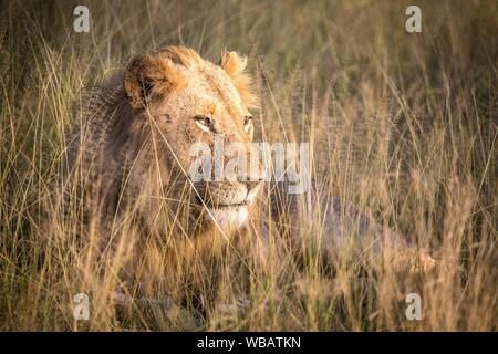 Leone africano (Panthera leo), maschio, giacente su erba, Klaserie Riserva Naturale, Sud Africa Foto Stock