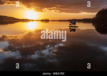 Vacca artificiale con vitello alla deriva sul lago Dieksee al tramonto colorato con belle riflessioni, Bad Malente, Schleswig-Holstein Foto Stock