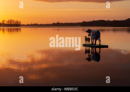 Vacca artificiale con vitello alla deriva sul lago Dieksee al tramonto colorato con belle riflessioni, Bad Malente, Schleswig-Holstein Foto Stock