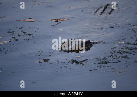 Coccodrillo di acqua salata, acqua gialla Billabong, Parco Nazionale Kakadu, Territorio del Nord, l'Australia Foto Stock