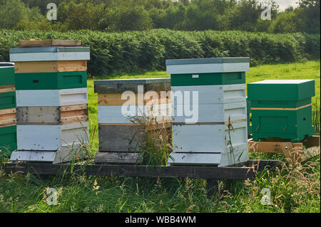 Alveari in legno impilati in un campo. Foto Stock
