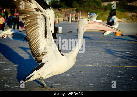 Australian pellicani (Pelecanus conspicillatus), su una banchina, circa a decollare. Isola di tenuta, Shoalwater Islands Marine Park, vicino a Rockingham, Western A Foto Stock