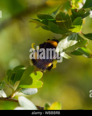 Bumblebee sui fiori di ribes dorato. Impollinazione di piante da insetti. Foto Stock