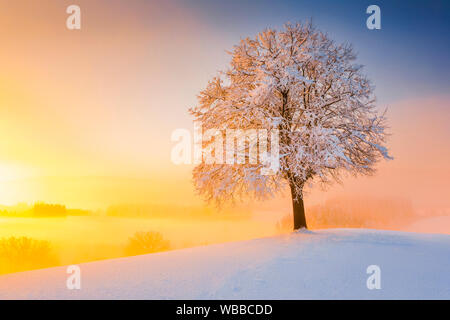 Tiglio (Tilia sp.). Unico albero in inverno su una collinetta. Hirzel, Svizzera Foto Stock