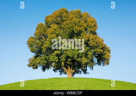 Tiglio (Tilia sp.). Unico albero in tarda estate. Svizzera Foto Stock