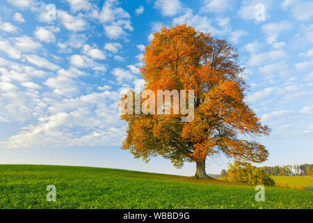 Tiglio (Tilia sp.). Unico albero in autunno. Svizzera Foto Stock