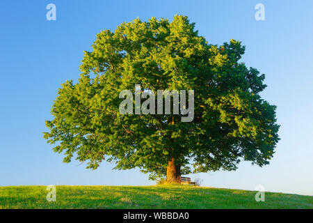 Tiglio (Tilia sp.). Unico albero con banco di lavoro. Bern, Svizzera .Linde und Sitzbank, Berna, Schweiz Foto Stock