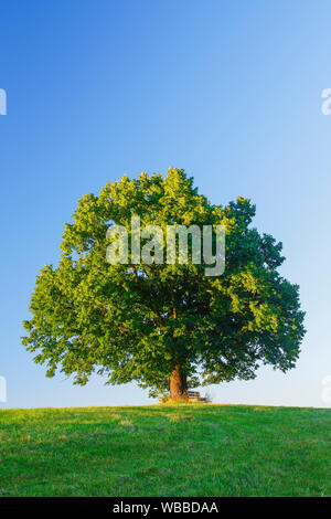 Tiglio (Tilia sp.). Unico albero con banco di lavoro. Bern, Svizzera .Linde und Sitzbank, Berna, Schweiz Foto Stock