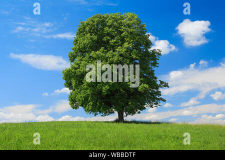 Tiglio (Tilia sp.). Unico albero. La svizzera.. Foto Stock