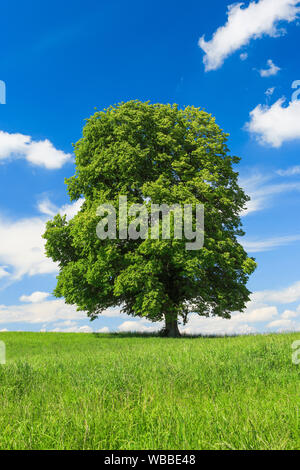 Tiglio (Tilia sp.). Unico albero. La svizzera.. Foto Stock