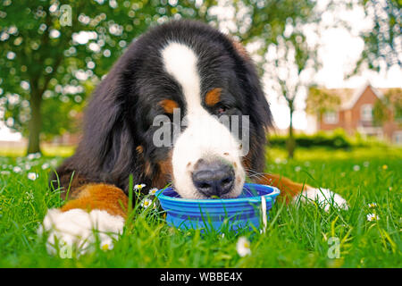 Ritratto, close up di Bovaro del Bernese, acqua potabile dal blu vaschetta d'acqua. Sdraiati sull'erba verde, dog friendly park. Foto Stock