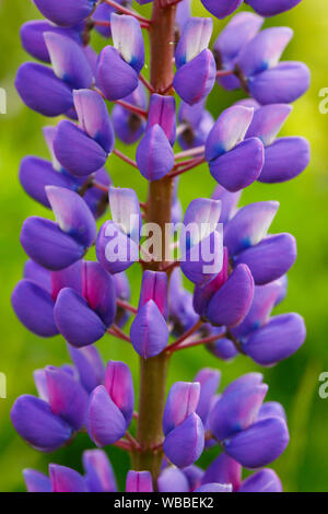 Giardino Lupin (Lupinus polyphyllus), close-up di fiori blu. Svizzera Foto Stock