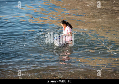 Hastings, East Sussex, Regno Unito. 26 Ago, 2019. In un'altra giornata molto calda in Hastings una ragazza scoop fino enorme net pieni di bianchetti pilotato da onshore sgombro a caccia di loro in fondali bassi. Credito: Carolyn Clarke/Alamy Live News Foto Stock