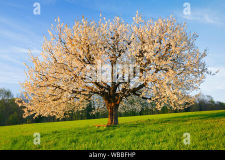 Fioritura Ciliegio (Prunus avium) in primavera. Svizzera Foto Stock