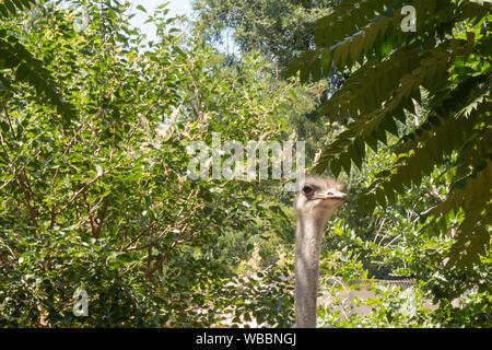 Uno struzzo picchi di testa fuori dai cespugli in un parco della città Foto Stock