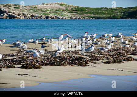 I gabbiani e sterne sull isola dei pinguini, Shoalwater Islands Marine Park, Australia occidentale, Australia Foto Stock