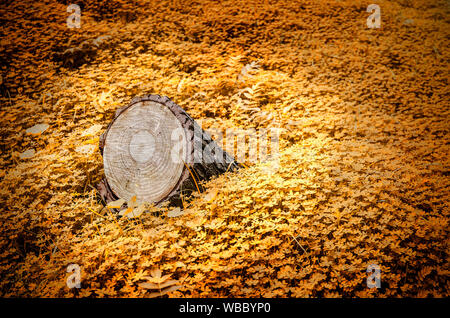 Lonely tagliare tronco di albero in autunno Foto Stock